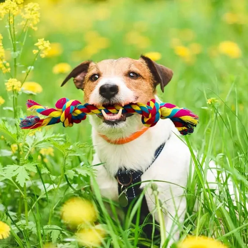 Copper's Braided Tug of War Dog Toy